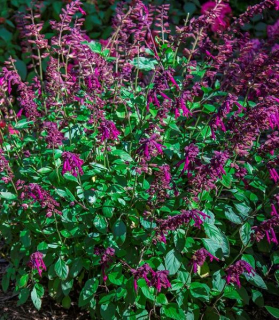 Salvia 'Love and Wishes'